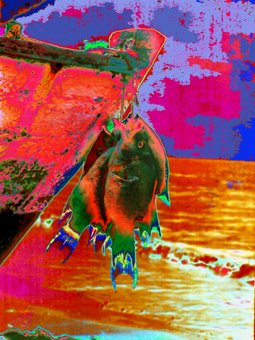 "BUENA PESCA"