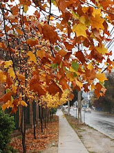 veredas amarillas... aceras mojadas.. eso es otoño..
