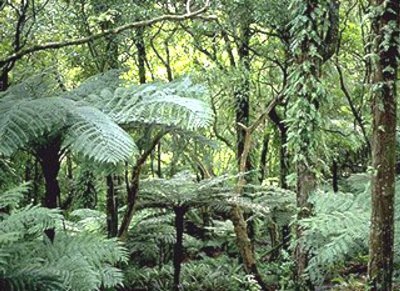 [bosque+tropical.jpg]