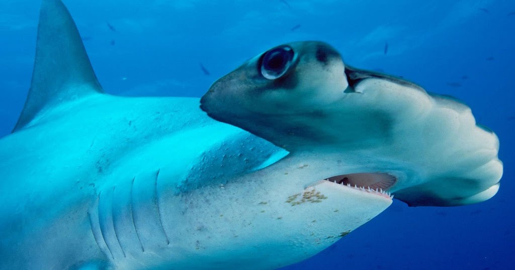 Talented Jolly Hong Kong Espécies Marinhas em extinção: Tubarão Martelo