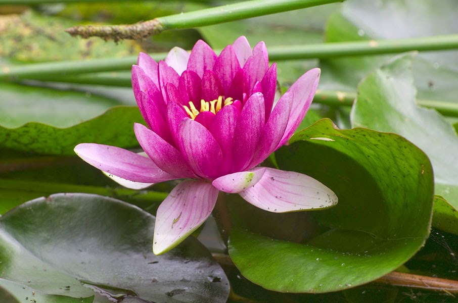 Sala de Aula: Flor de lótus