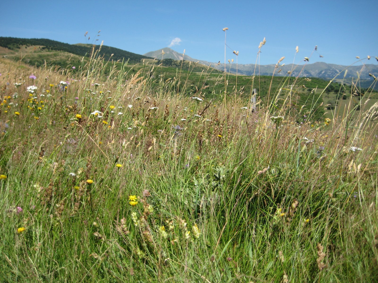 [IMG_0647.JPG]