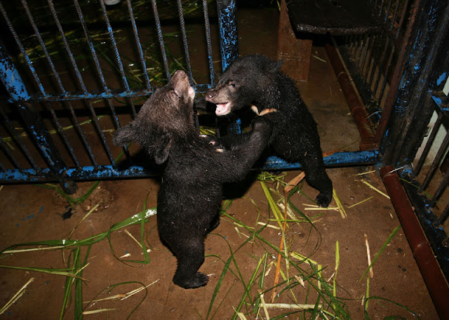 Bear Rescue Center Laos