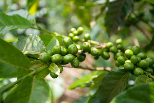 Coffee beans, Bolaven Plateau