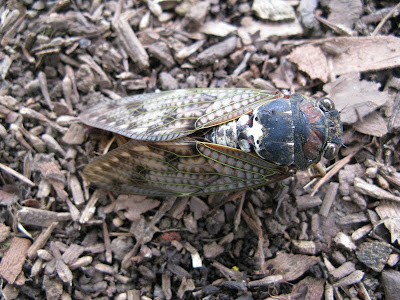A cicada in the bush.