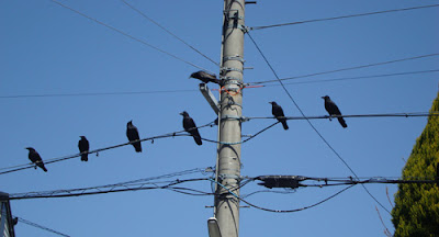 Crows in Japan