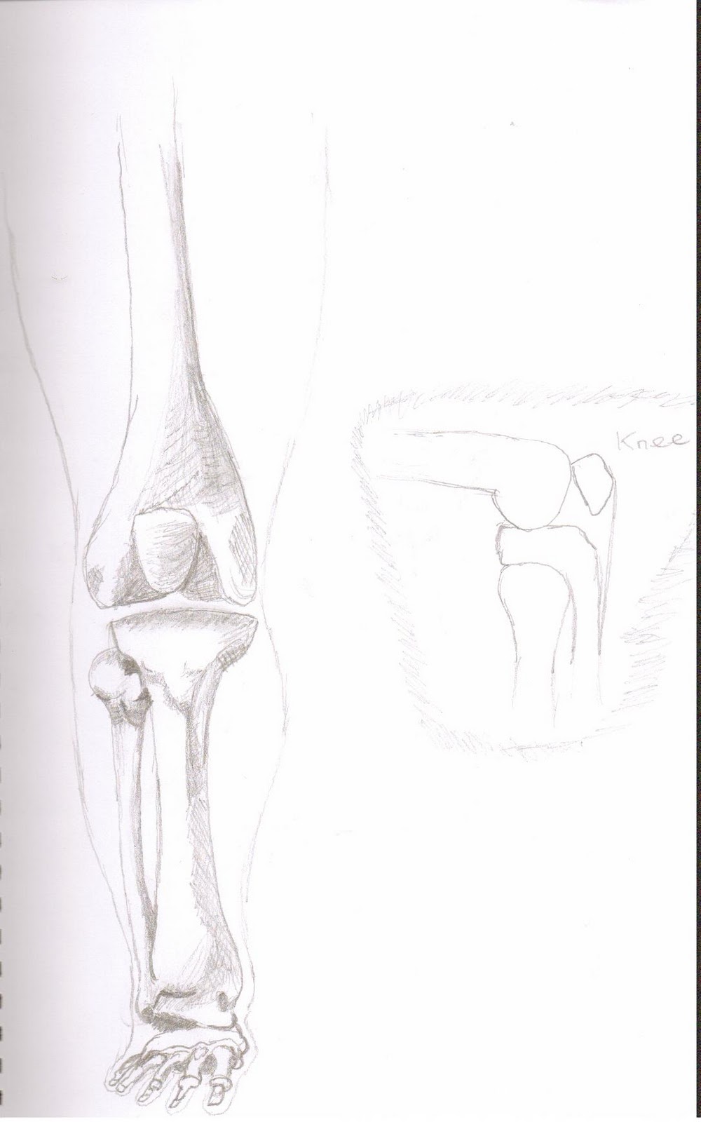 Sean S- D: More design sketches + Anatomy research