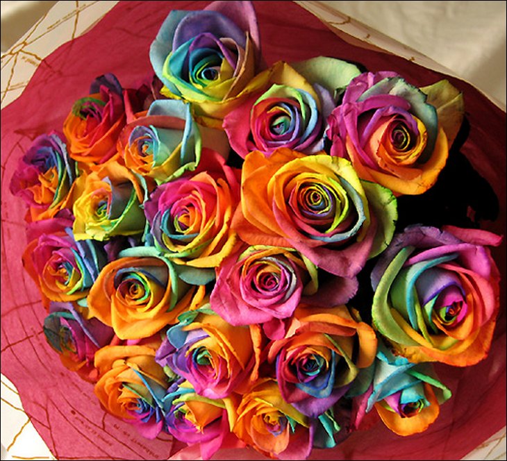 natural Rainbow Roses All Colors in One Rose