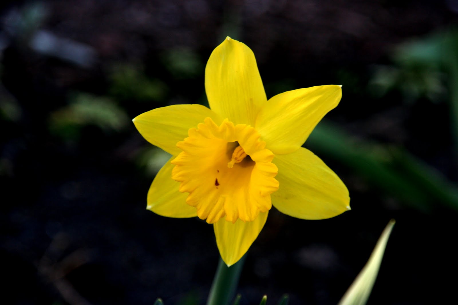 A Niagara Region Garden Another Daffodil Poem