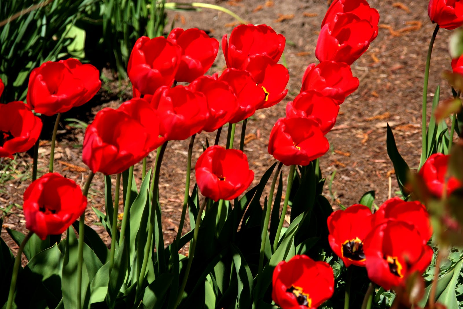 A Niagara Region Garden Ile de France Tulip pics
