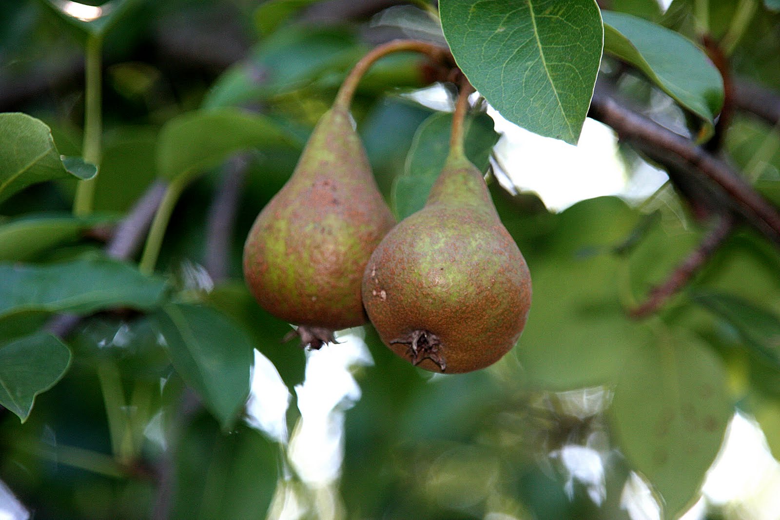 A Niagara Region Garden My Fruit Trees