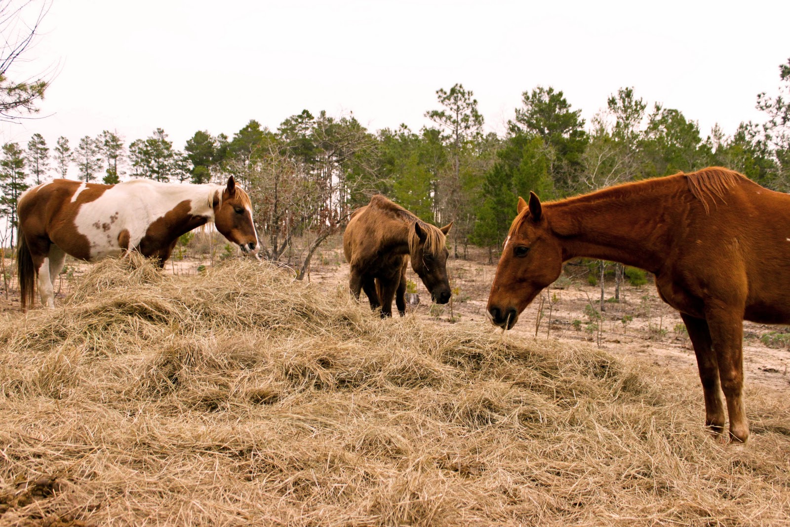 Ashleigh Schell Photography Eternal Freedom Horse Rescue Ranch