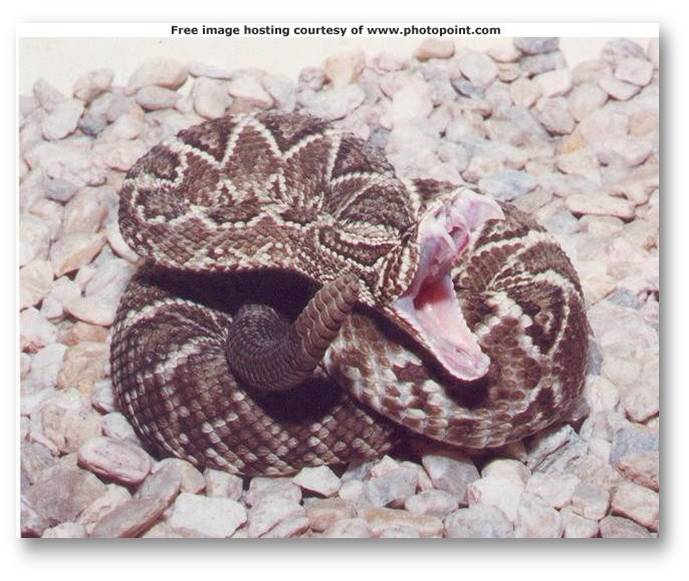 Lista 95+ Foto Serpiente De 7 Cabezas Significado Biblia Actualizar