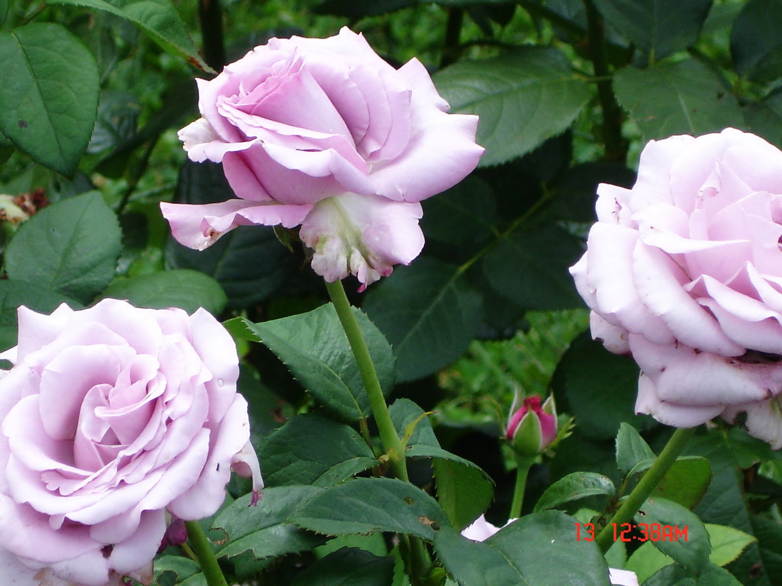 GGs Garden: 玫瑰園~~1001朵玫瑰