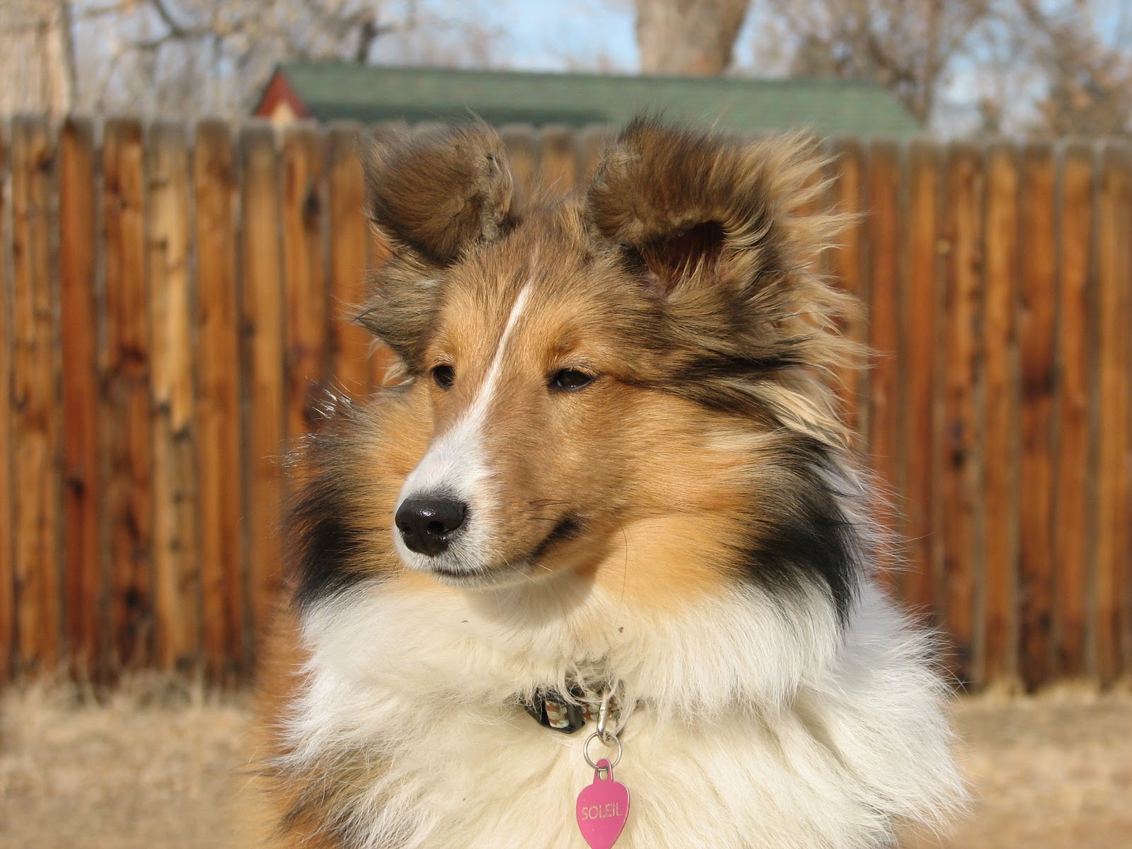 27+ Border Collie Vs Sheltie Photo Bleumoonproductions
