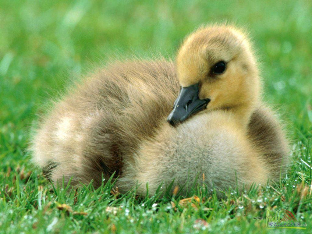 [Animal_Baby+Duck+Chicken_baby+duck+chicken+wallpaper-baby+duck+chicken+picture-baby-duck-chicke12.jpg]