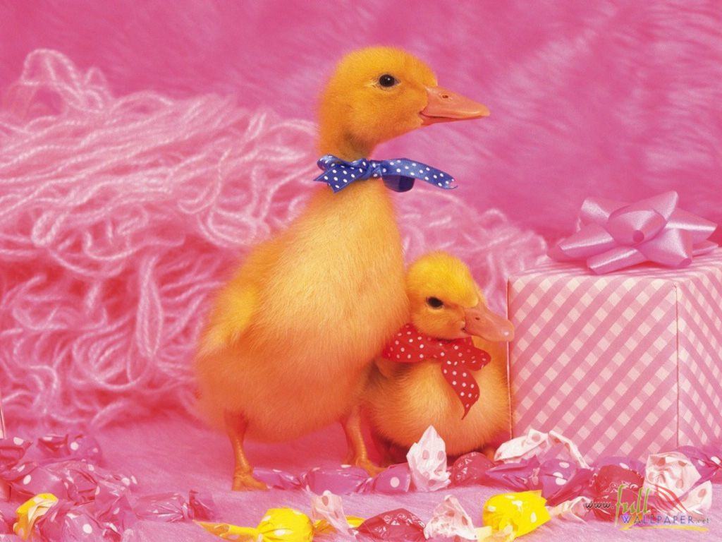 [Animal_Baby+Duck+Chicken_baby+duck+chicken+wallpaper-baby+duck+chicken+picture-baby-duck-chicke15.jpg]