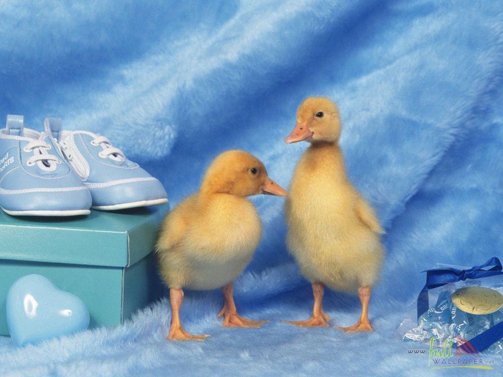 [Animal_Baby+Duck+Chicken_baby+duck+chicken+wallpaper-baby+duck+chicken+picture-baby-duck-chicke18.jpg]