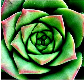 [fibonacciflower.jpg]