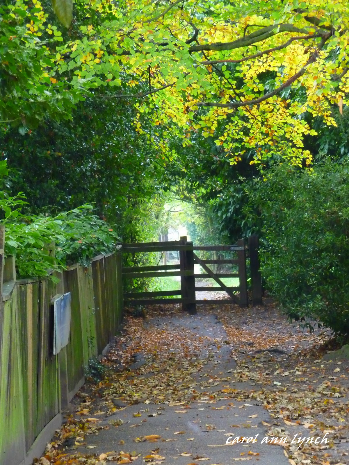 An Autumn Walk Mill Hill Village