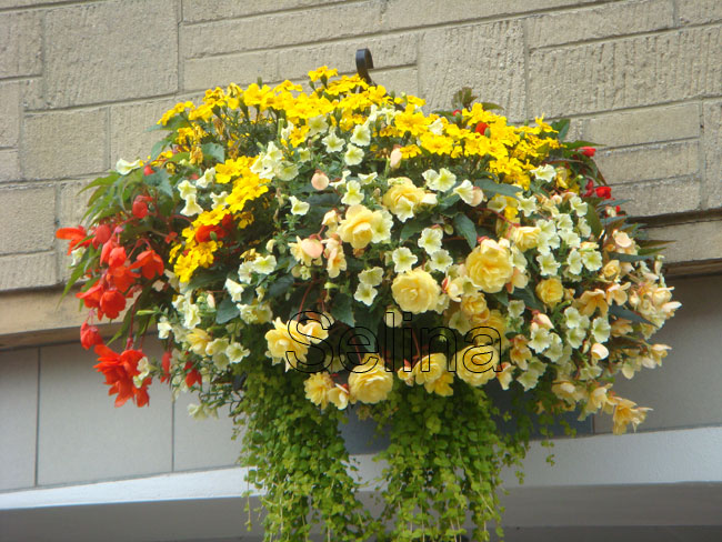 Selina: Cestas Colgantes