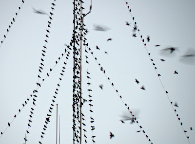 Étourneaux soigneusement rangés sur un émetteur téléphonique