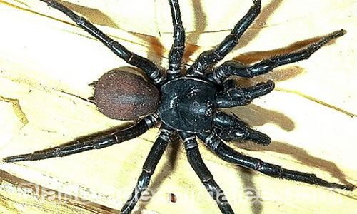 arañas raras e interesantes: atrax robustus