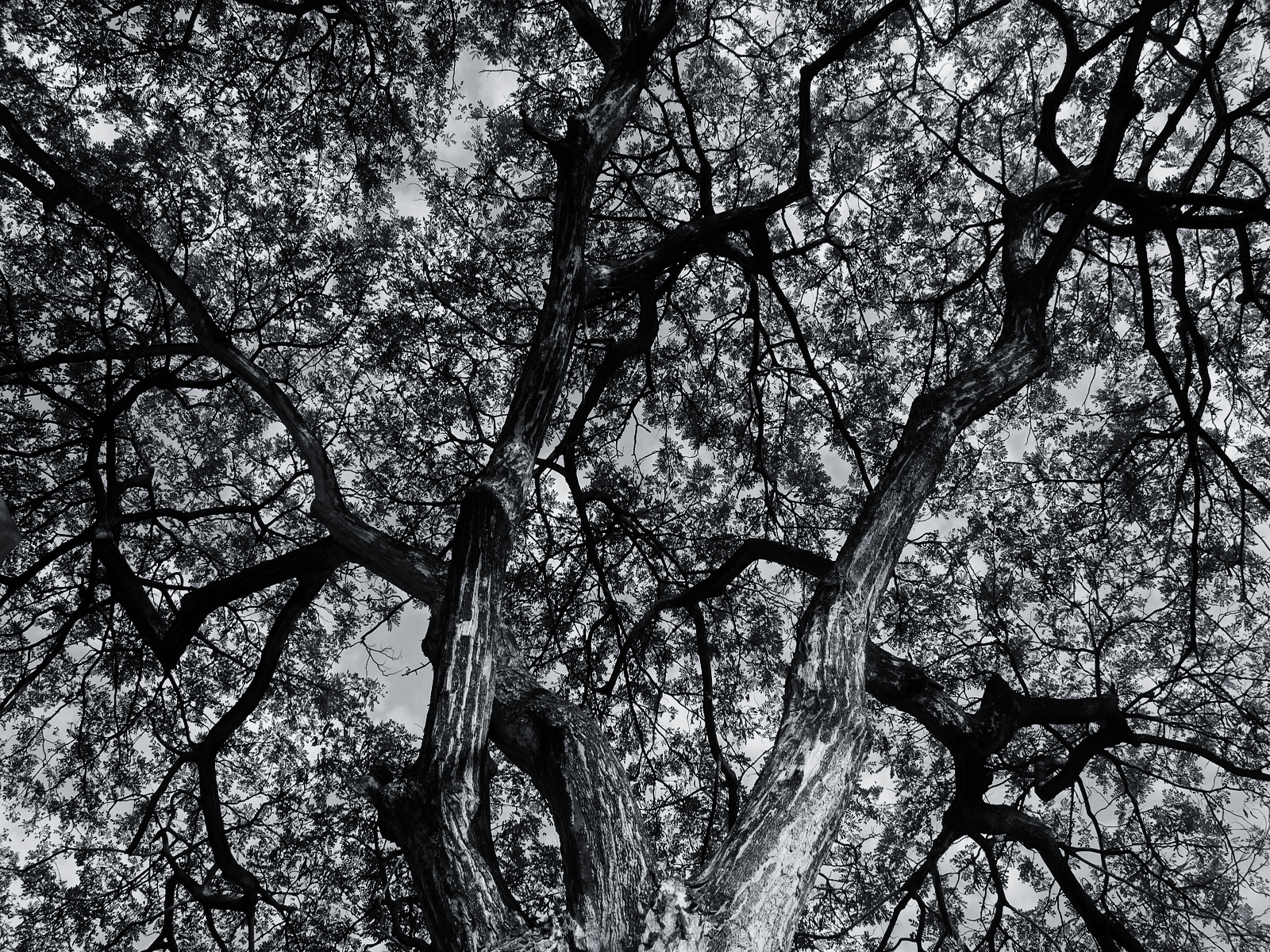  Black  and White  Old Tree  wallpaper  The Long Goodbye