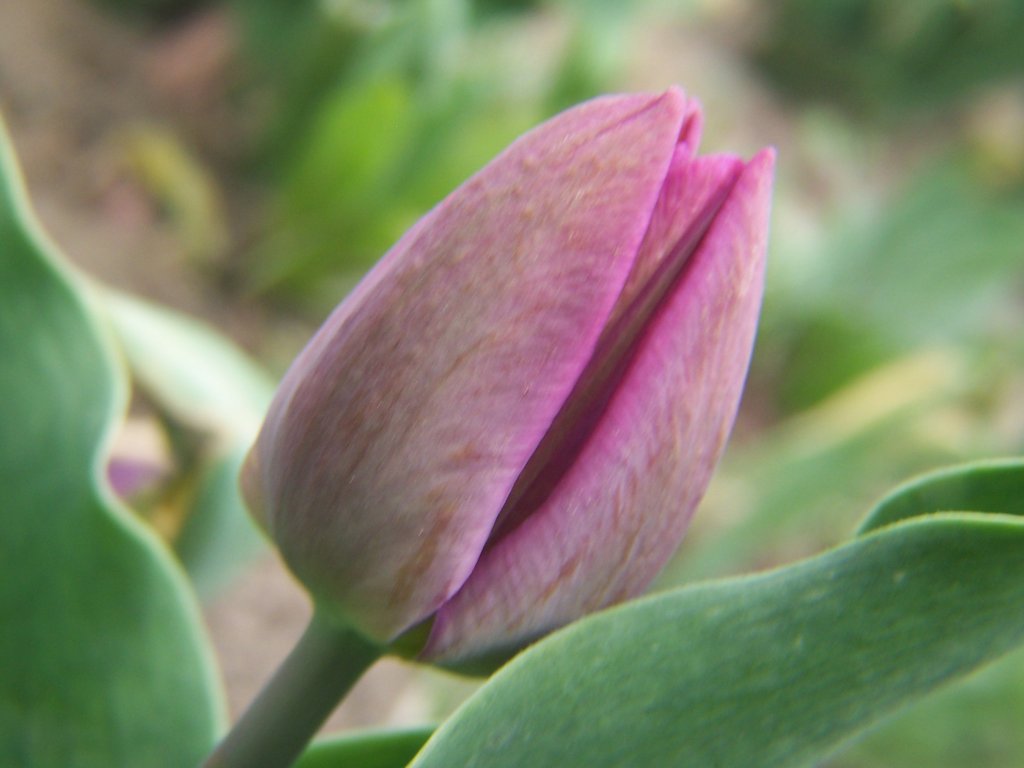 Gardening and Flowers Tulip Flowers