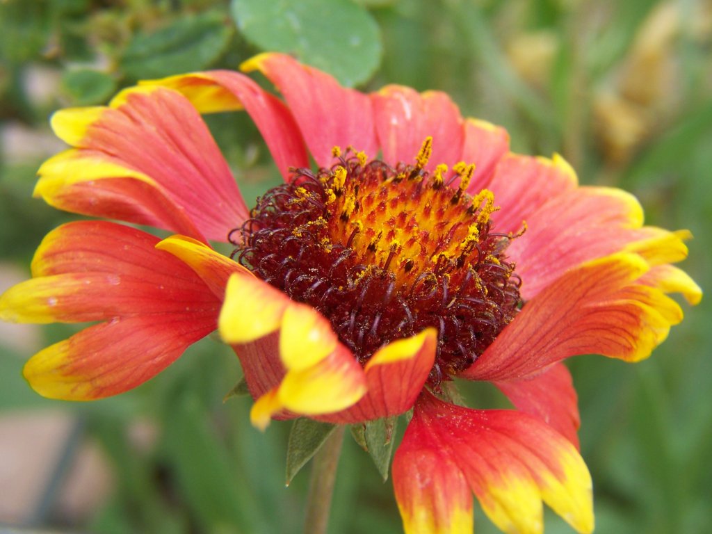 Gardening and Flowers Red and Yellow Blanket Flowers