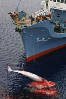 whaling.jpg