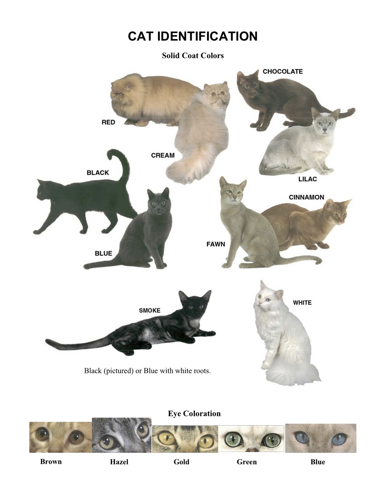 Cat Coat Color Chart