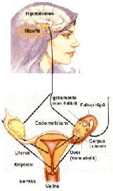 [YUMURTLAMA+GÜNÜ+HESAPLAMASI.jpg]