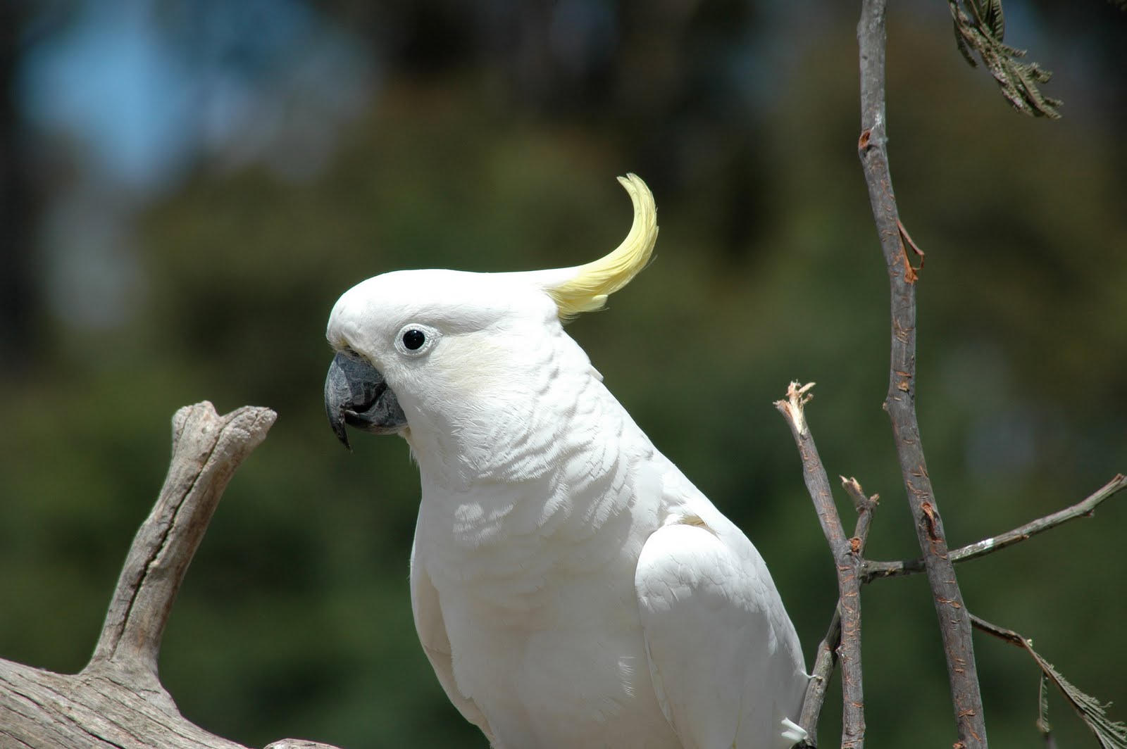 Sumbawan Pink Tiger Cockatoo Tasmania