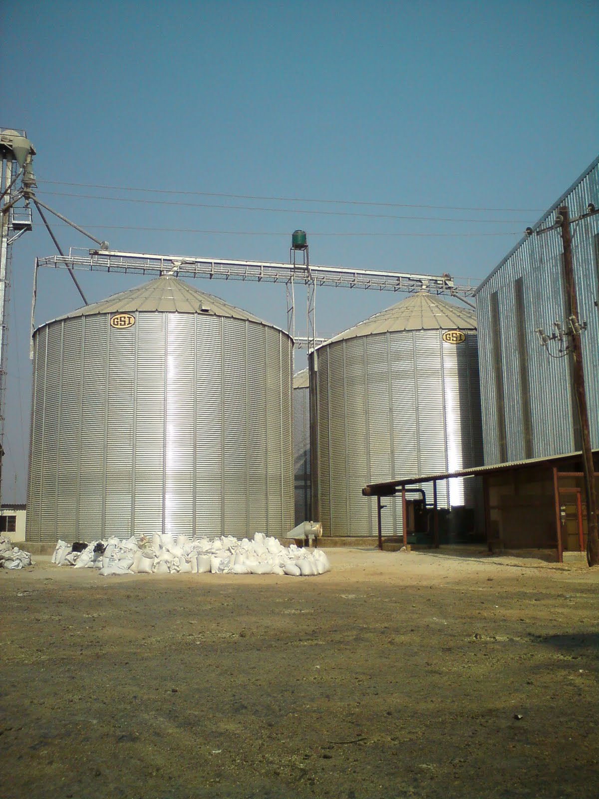 Aileen in Zambia Wheat harvesting in Zambia