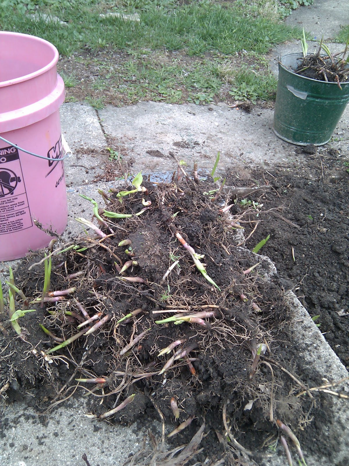 Transplanting our Lily of the Valley