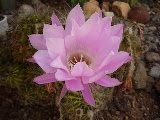 Flor del Cactus