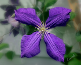 [Clematis_Flower_Photograph_by_Kirk_Lamb.png]