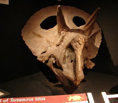 Dinotossauro: Torossauro