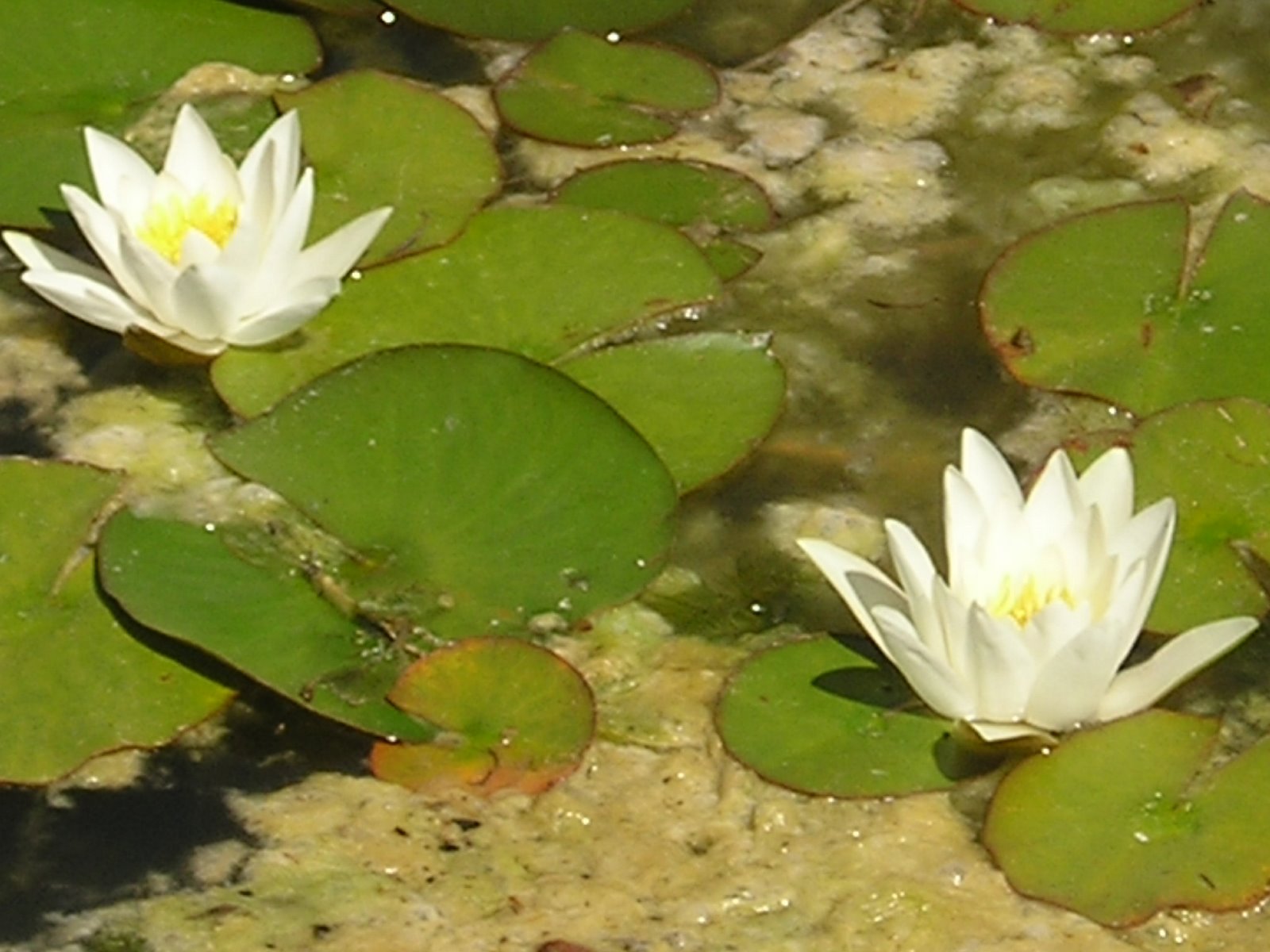 [Limoges+jardins+de+l'Evêché+nymphéa+2.JPG]