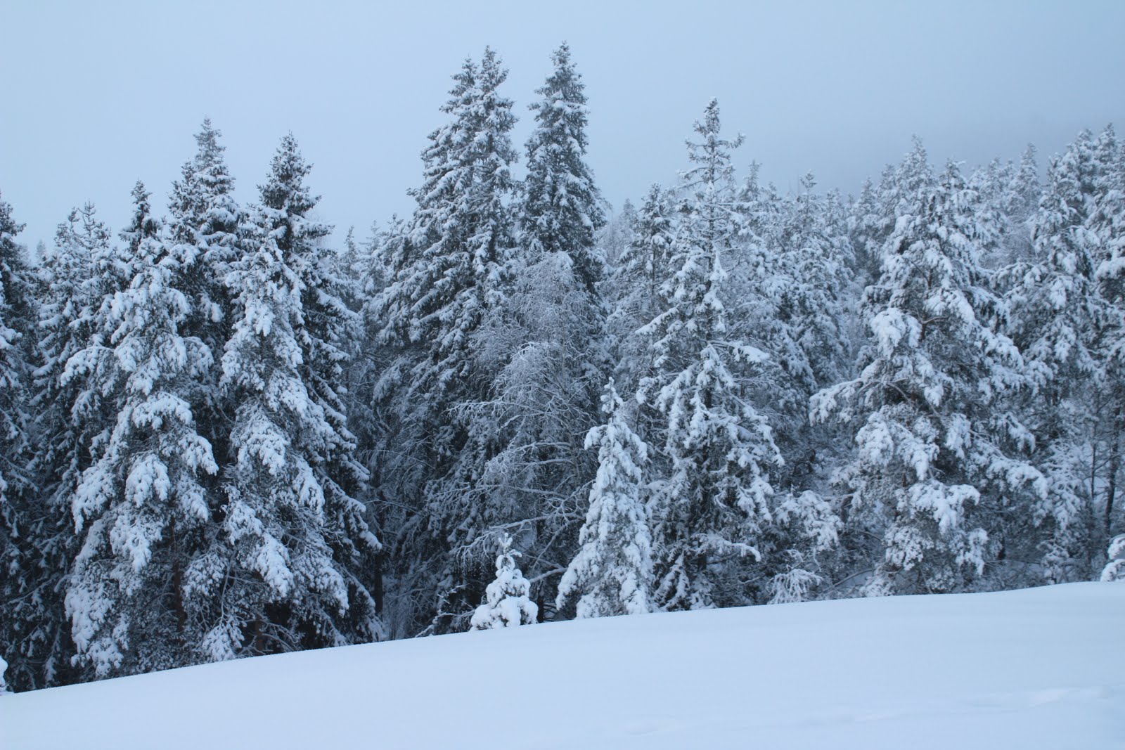 [IMG_3895.JPG]