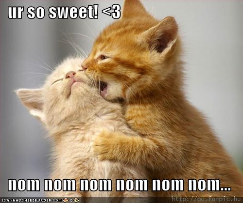 Forum Image: http://4.bp.blogspot.com/_Uovfen3UV-4/TIsivS95XvI/AAAAAAAAAFE/hH6uZMVckxw/s1600/funny-pictures-kittens-eating-sweet-kittens-nom.jpg