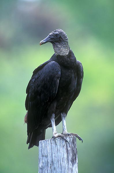 birds-black-vulture