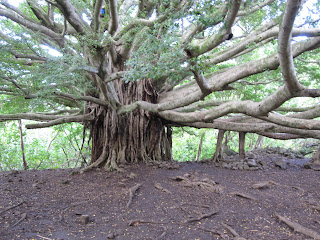 poopy banyan tree