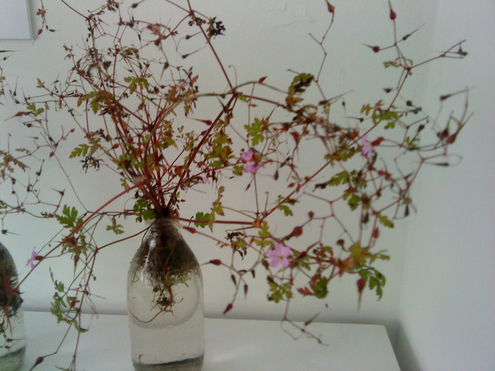 http://4.bp.blogspot.com/_UqJoWahooh0/TJN3S4KfSxI/AAAAAAAAATg/8gFndLkGwds/s1600/pink+flower+red+stem.JPG