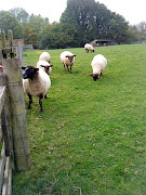the sheep were trotting eagerly towards us.