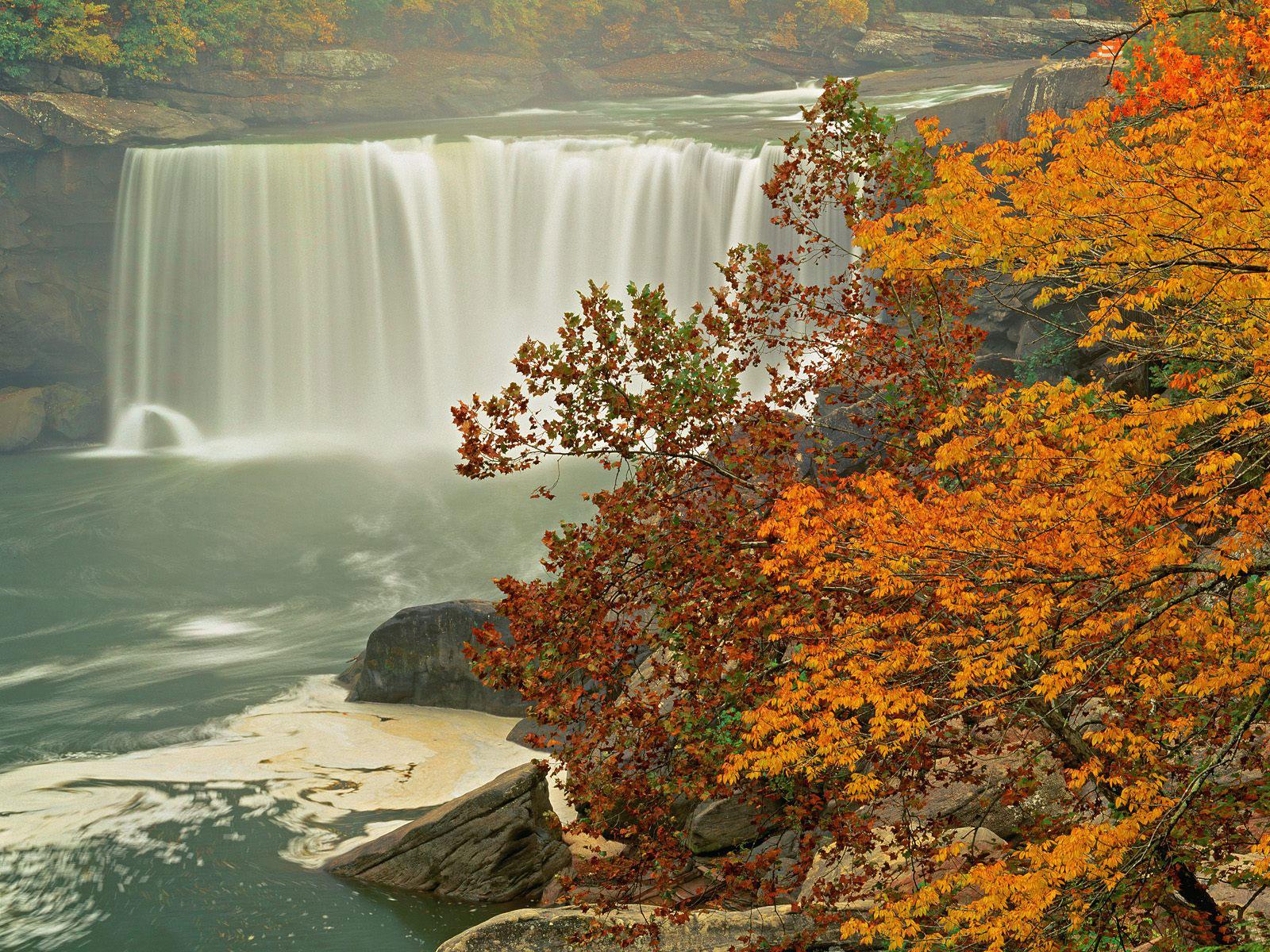 [TreeAutumn+(6).jpg]