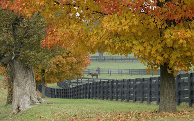 Autumn Tree pictures