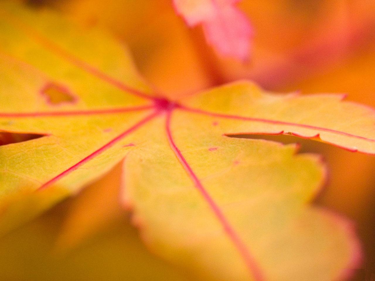 [TreeAutumn+(13).jpg]