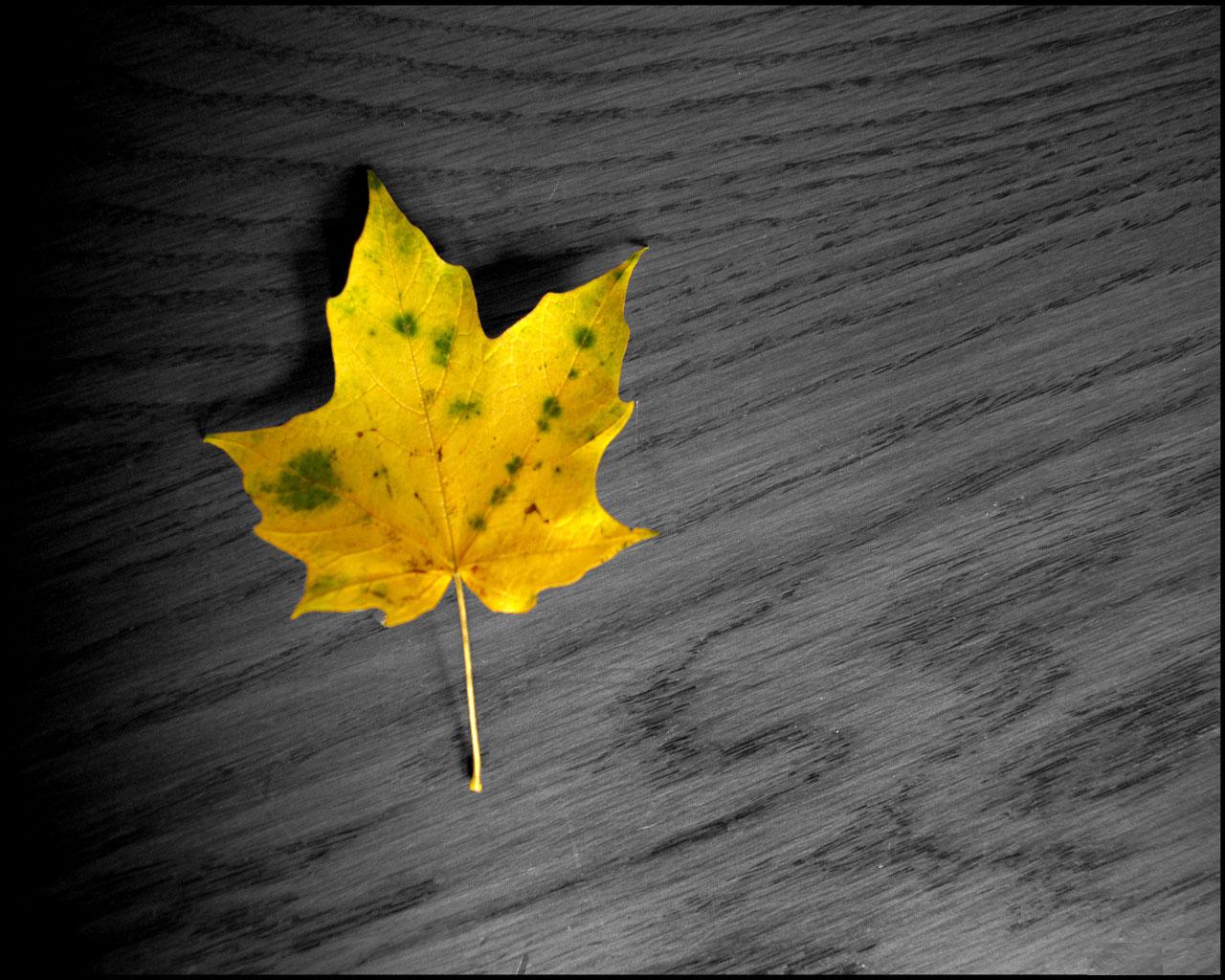 [TreeAutumn+(14).jpg]